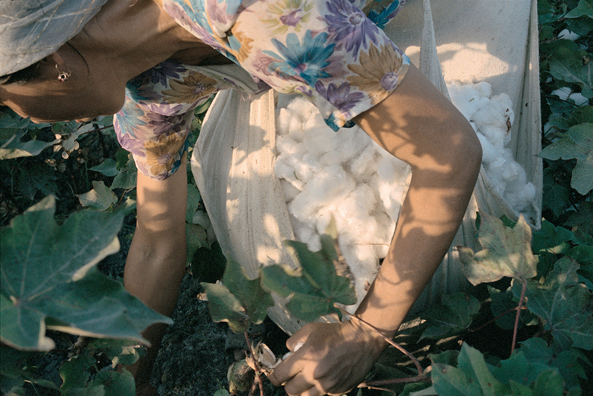 Loulan Beauty, Récolte du coton, Kokand, Ouzbékistan, 2002. Photo de Claudine Doury.